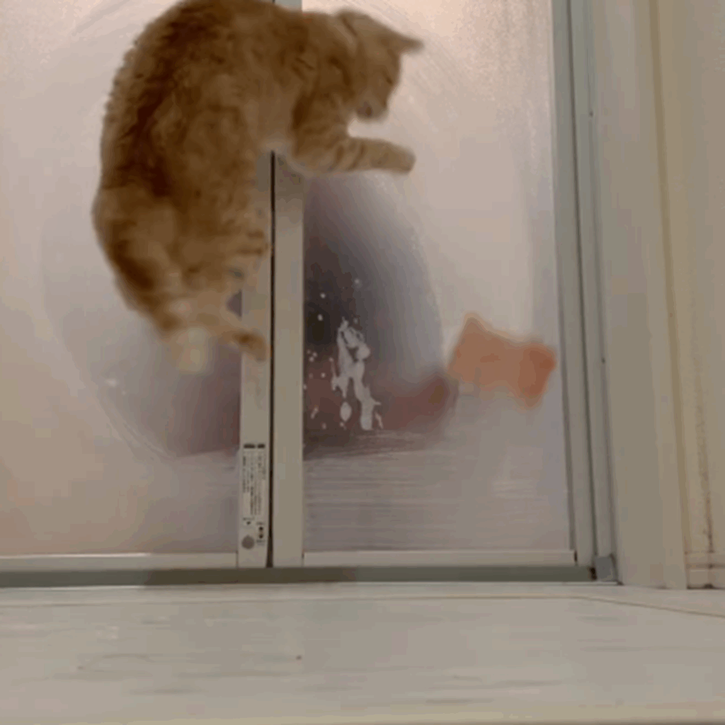 ヨシ、つかまえるぞっ！（＠chaa_imochiさんより提供）