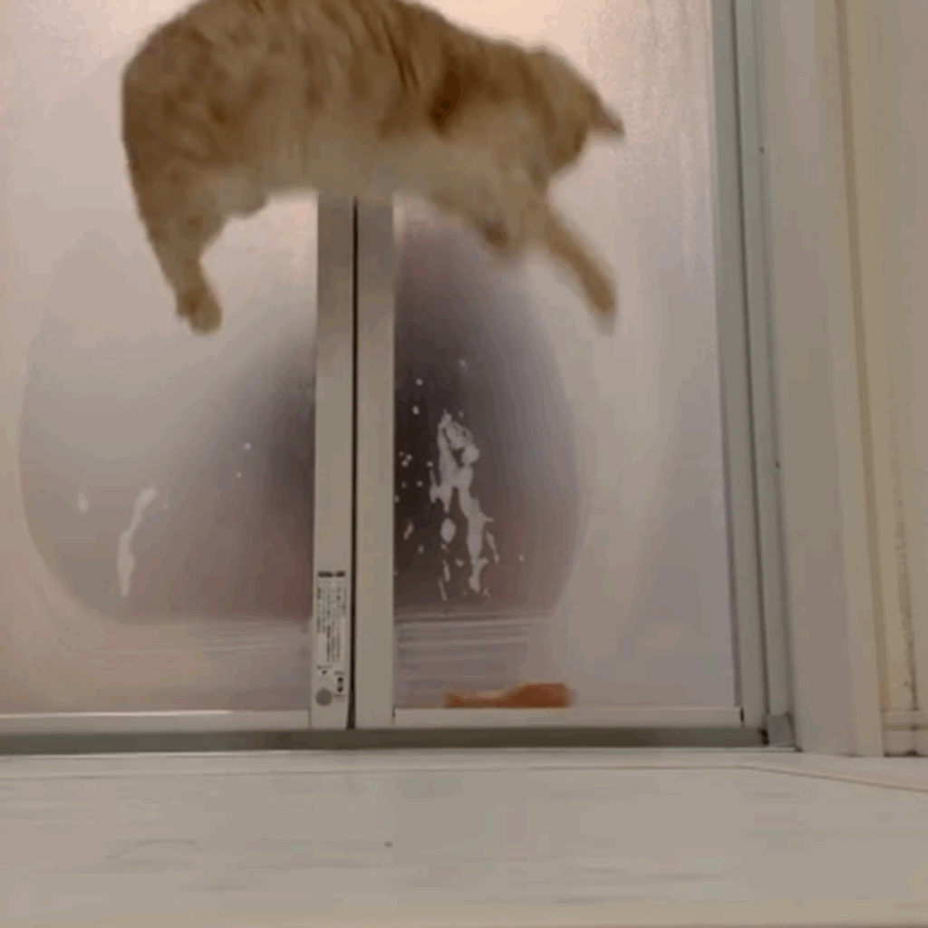 ジャンプ力が進化（＠chaa_imochiさんより提供）