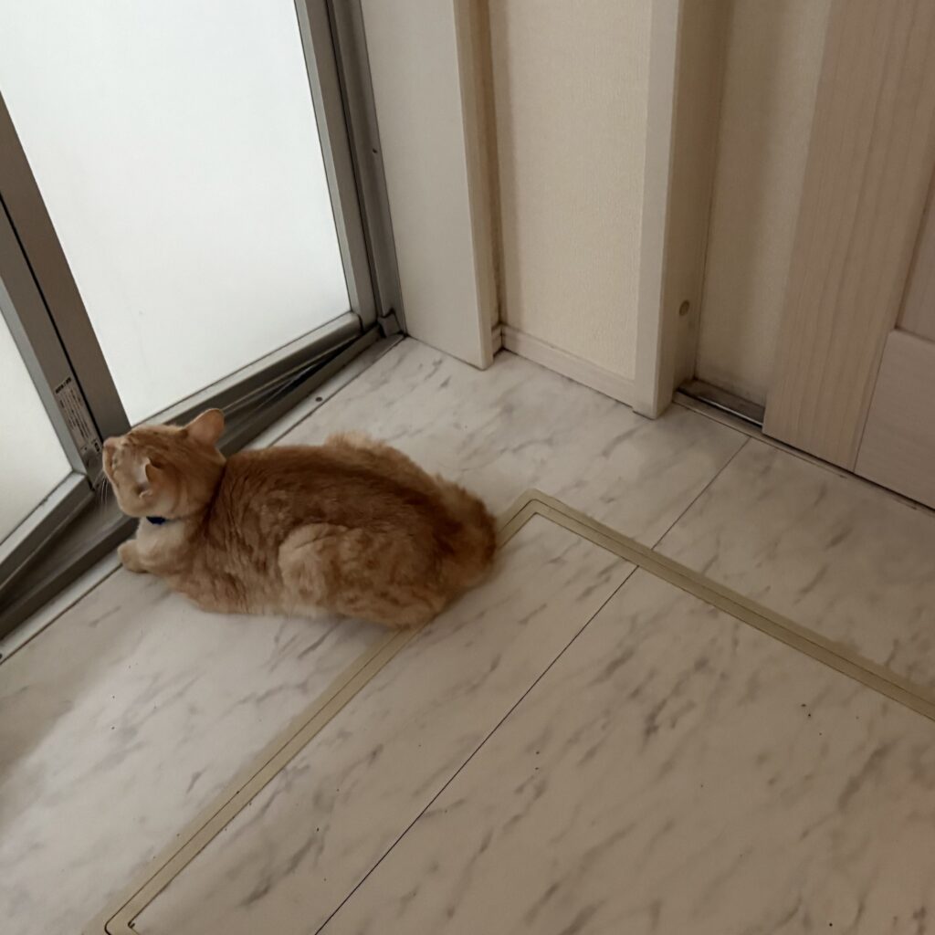 【実際の写真6枚】　投稿者さんが見た光景