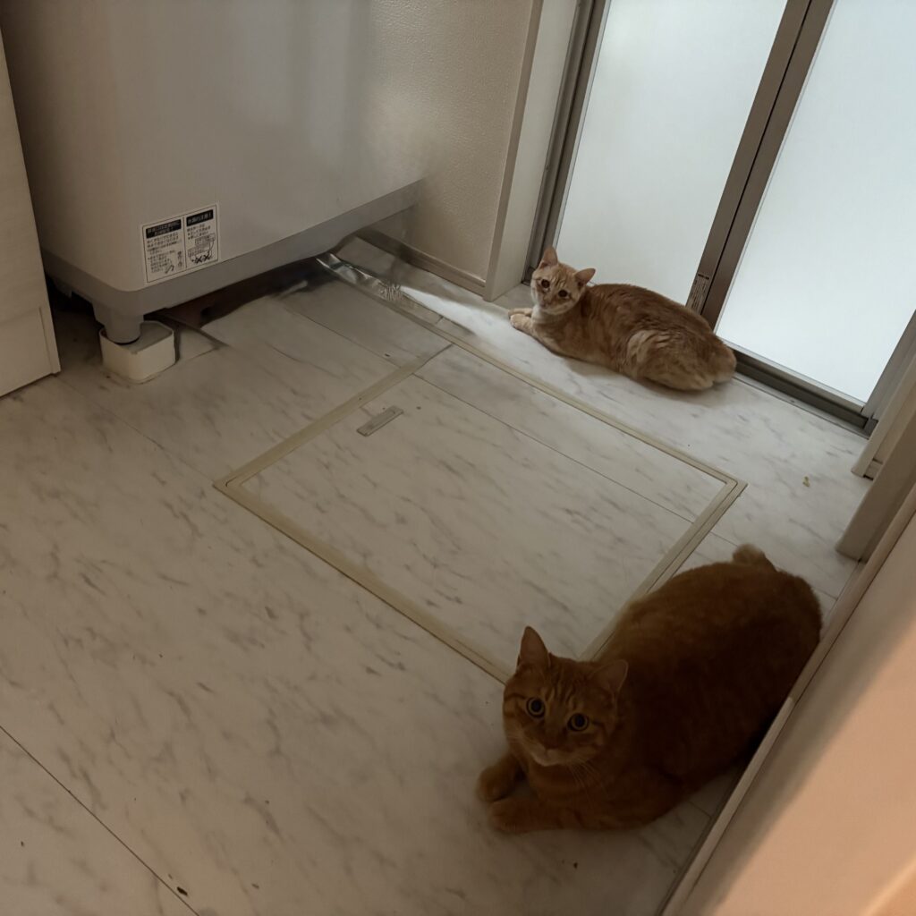 まだかニャー（＠chaa_imochiさんより提供）