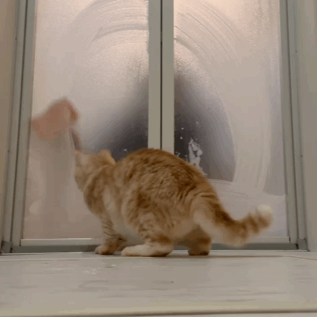 猫ちゃんが狙っているものは…（＠chaa_imochiさんより提供）