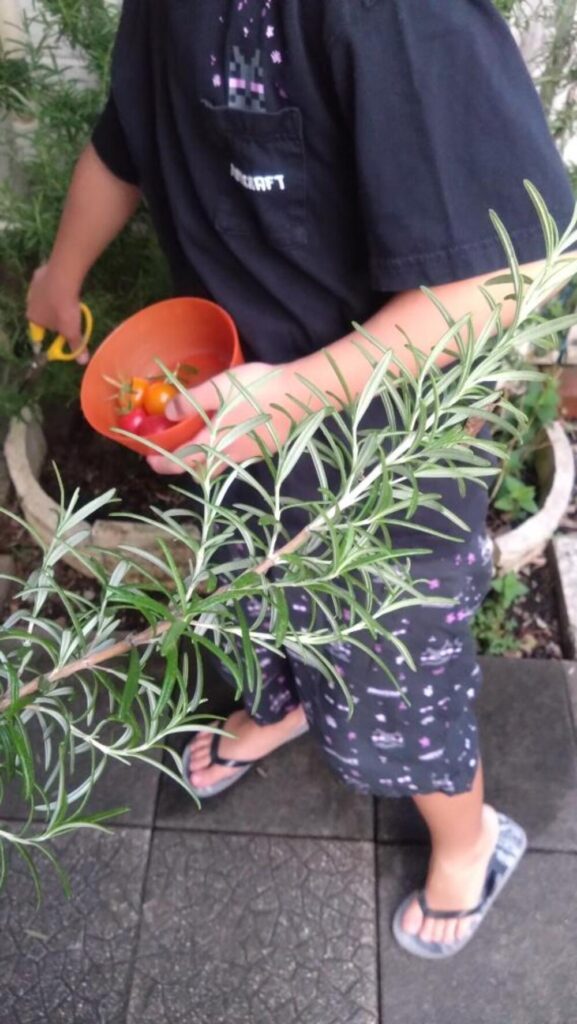 ローズマリーを切る（@yuki_aromama.lifeさんより提供）