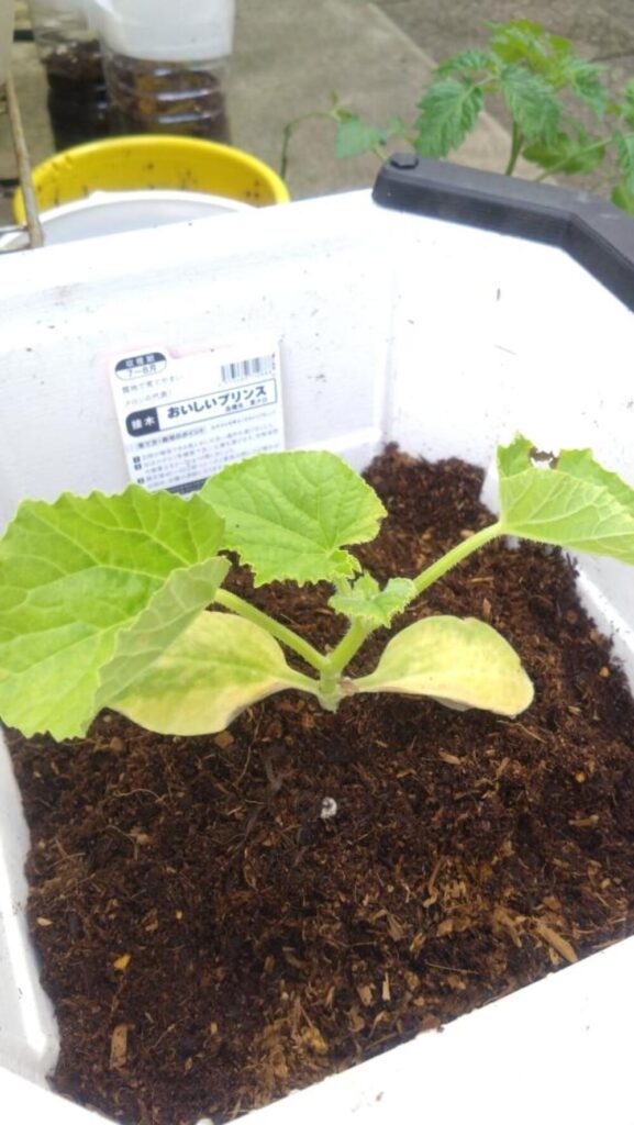 メロンの栽培
（@yuki_aromama.lifeさんより提供）