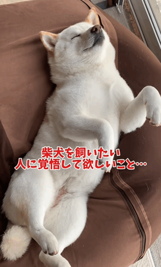 天井におなかを向けて寝るはるちゃん（＠haruharuchankoさんより提供）