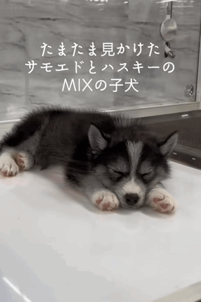 はまちちゃんの表情①（＠hamachi_channelさんより提供）