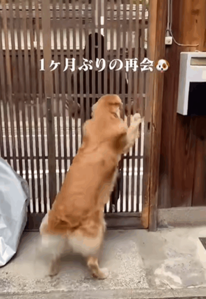 【実際の写真】1ヶ月ぶりの再会