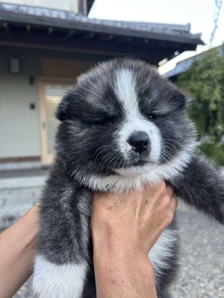 イカの一夜干しに見える子犬の写真③（＠kiironoskylineさんより提供）