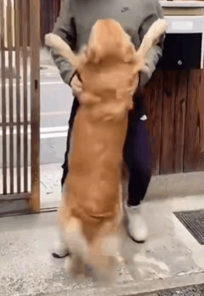 飼い主との再会に大喜びのラッキーちゃん②（＠rakichannelさんより提供）