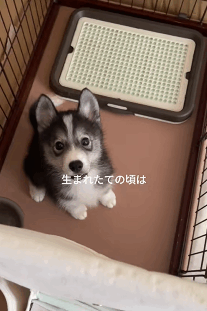 【実際の写真】1年後の様子