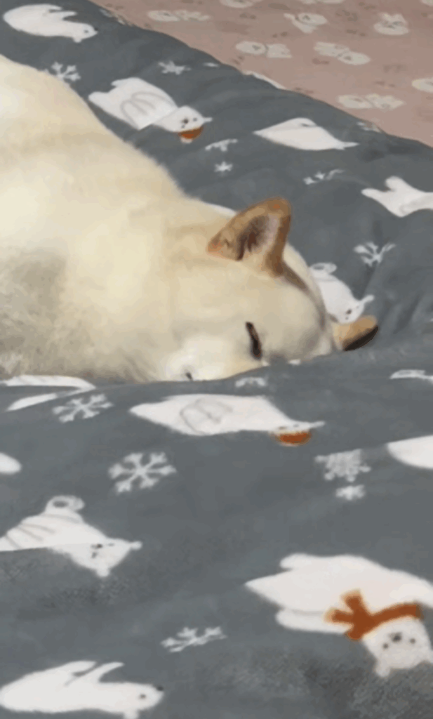 【実際の写真7枚】　飼い主さんの投稿内容