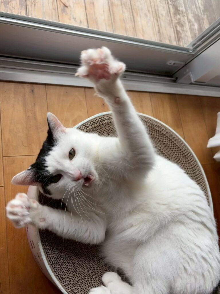 もちくん②（＠misaringo555さんより提供）