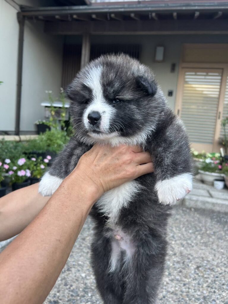 イカの一夜干しに見える子犬の写真②（＠kiironoskylineさんより提供）