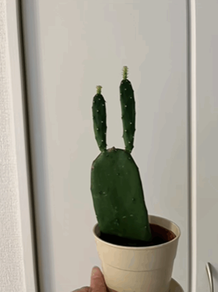 【実際の写真5枚】　投稿者さんが見た光景