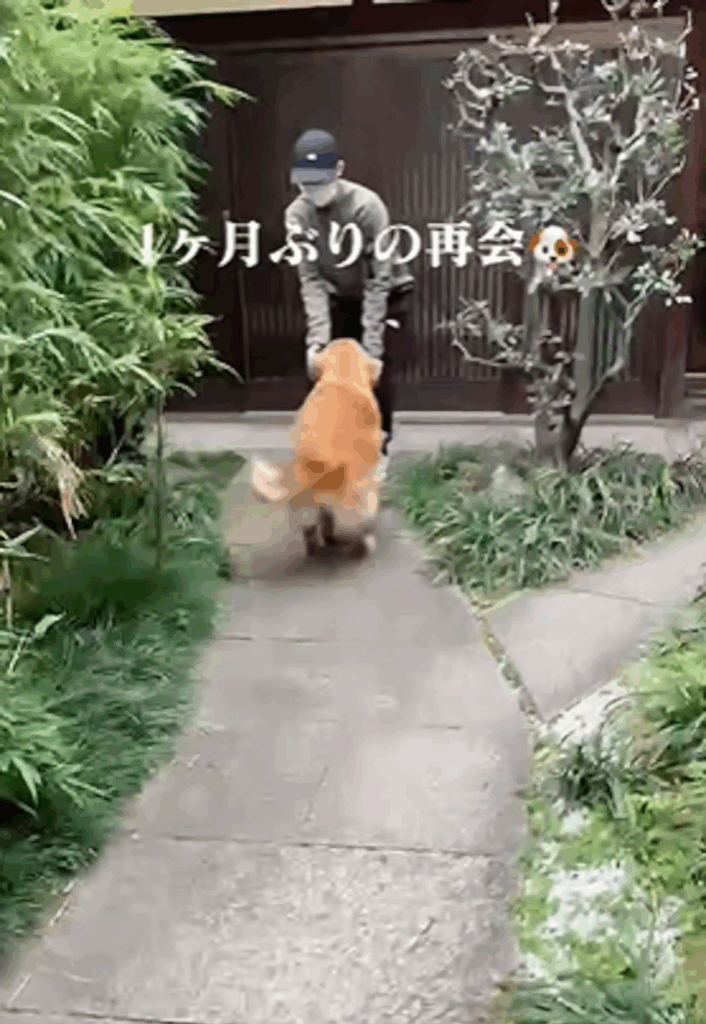 飼い主との再会に大喜びのラッキーちゃん③（＠rakichannelさんより提供）