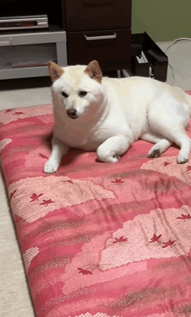 布団の上でくつろぐはるちゃん（＠haruharuchankoさんより提供）