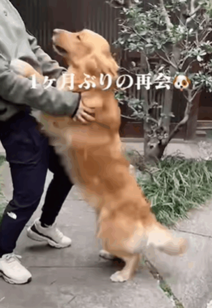 飼い主との再会に大喜びのラッキーちゃん④（＠rakichannelさんより提供）