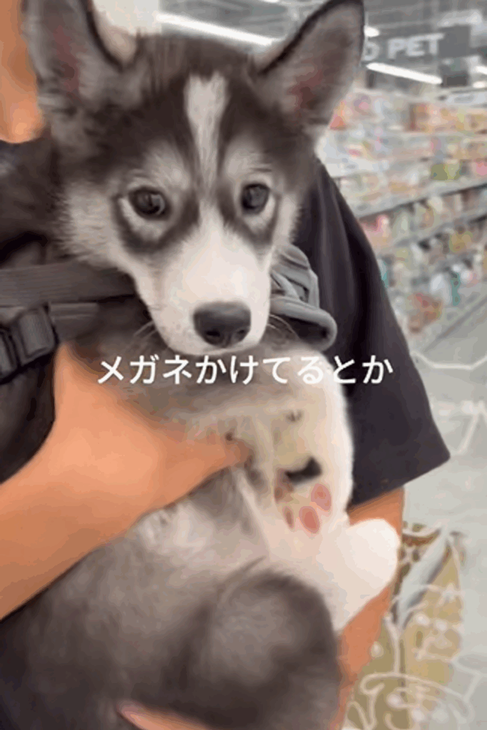 はまちちゃんの表情④（＠hamachi_channelさんより提供）