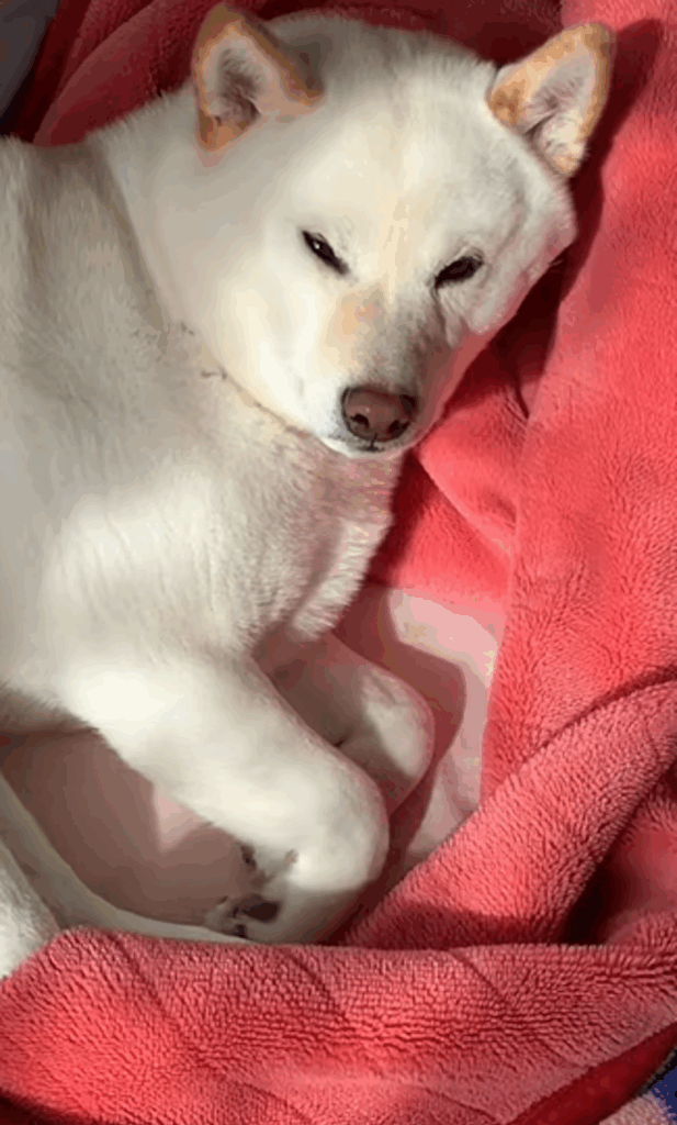 布団を片付けようとすると迷惑そうな表情をするはるちゃん（＠haruharuchankoさんより提供）