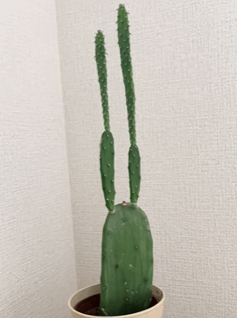 最近（2025年8月時点）のサボテン（＠ce1i_caさんより提供）