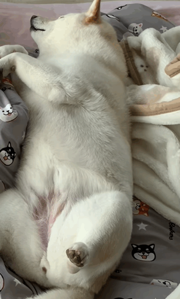 寝相の悪いはるちゃん（＠haruharuchankoさんより提供）