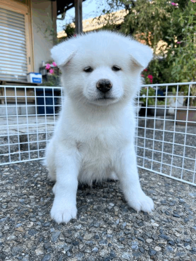 その他の秋田犬の写真②（＠kiironoskylineさんより提供）