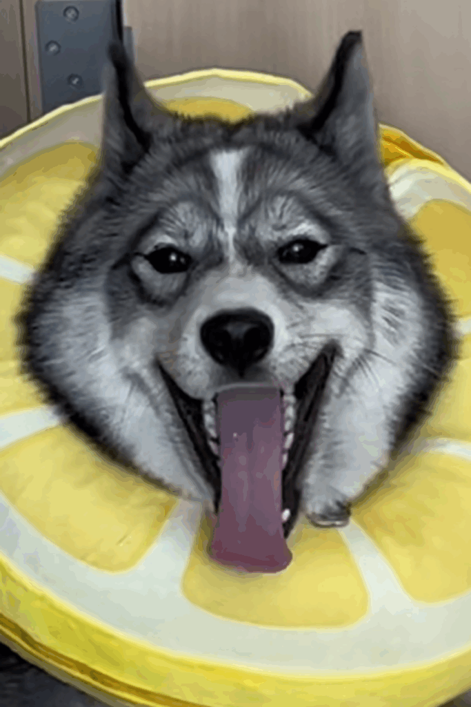 はまちちゃんの表情⑤（＠hamachi_channelさんより提供）