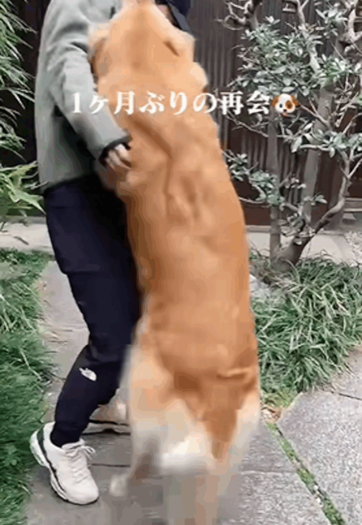 飼い主との再会に大喜びのラッキーちゃん⑤（＠rakichannelさんより提供）