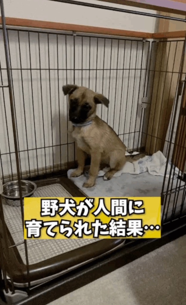 【実際の写真】腕の中にいたモノ