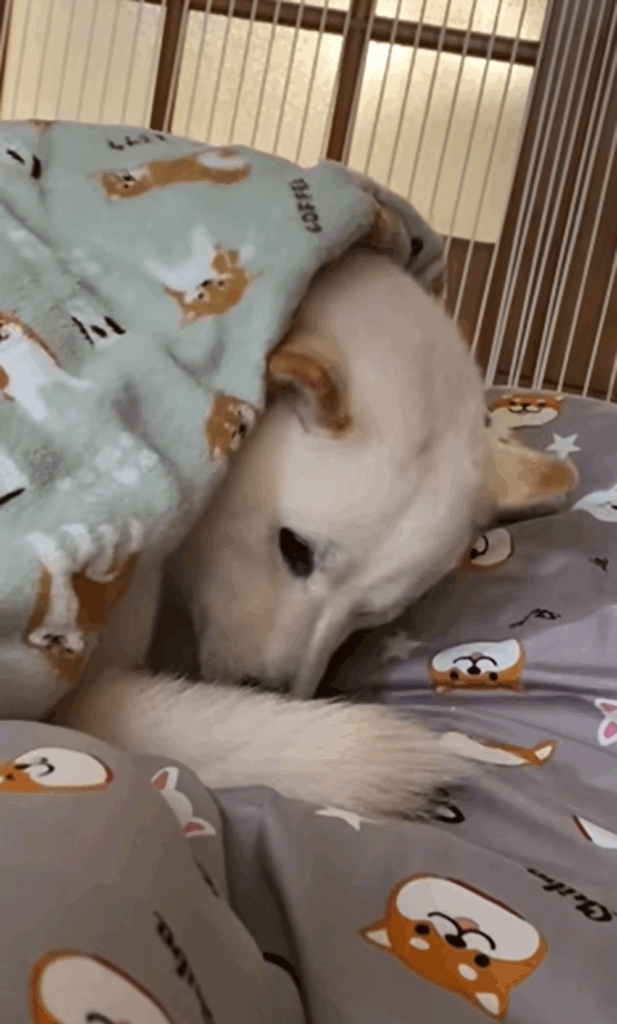 布団に潜り込むはるちゃん（＠haruharuchankoさんより提供）