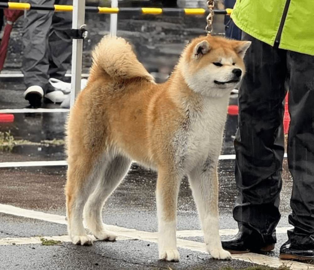 その他の秋田犬の写真③（＠kiironoskylineさんより提供）