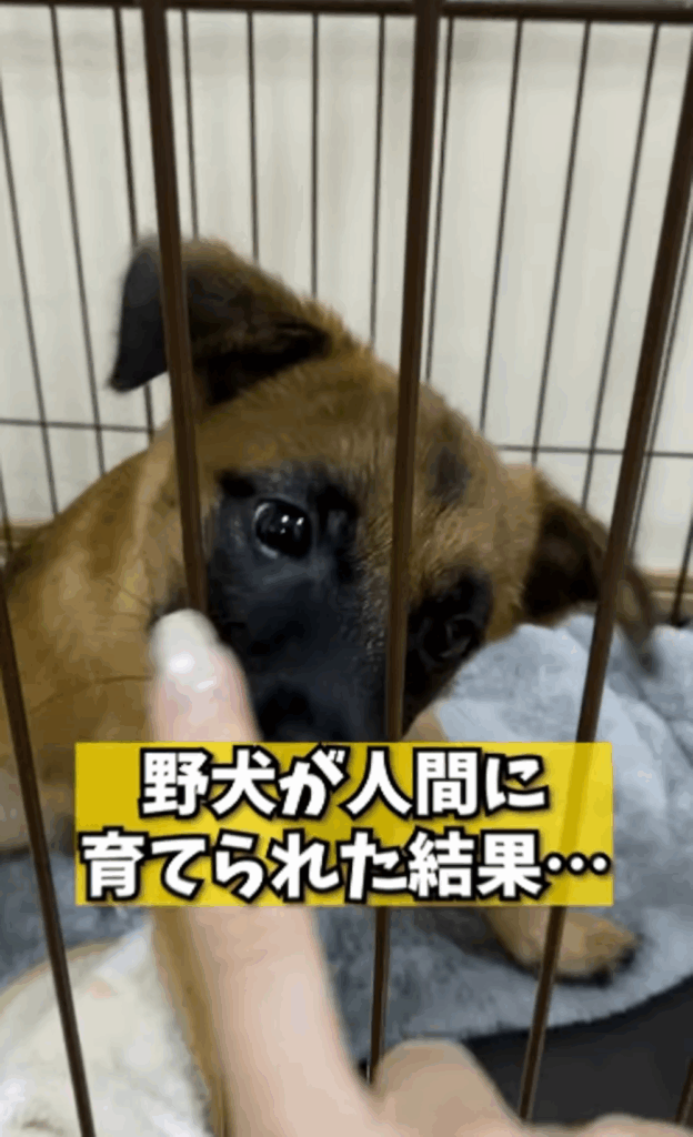 アキちゃんを引き取った当初の様子②（＠aki_a.k.a_ydkさんより提供