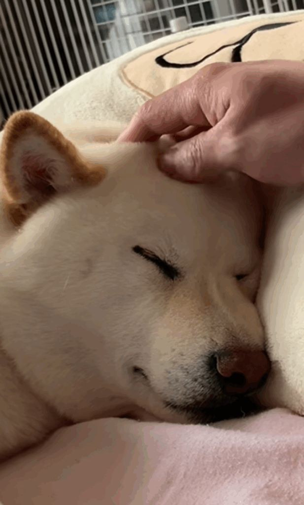 頭をなでられるはるちゃん（＠haruharuchankoさんより提供）