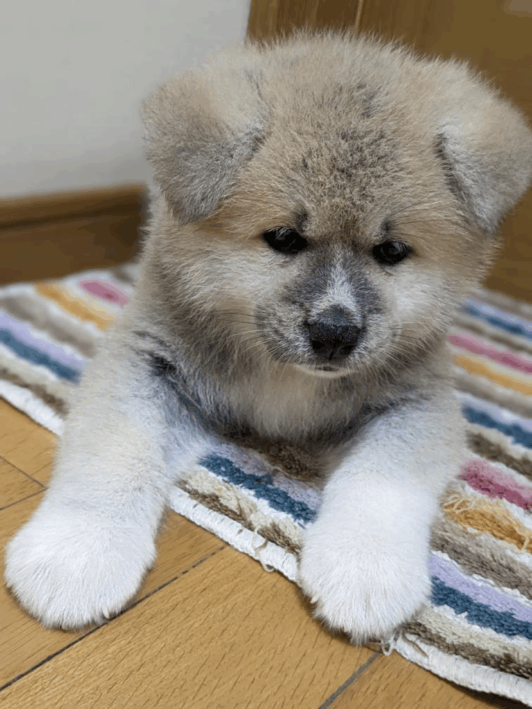 その他の秋田犬の写真④（＠kiironoskylineさんより提供）