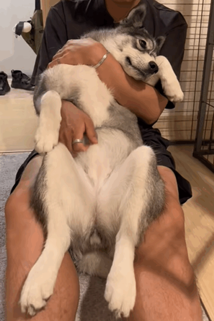 はまちちゃんの表情⑦（＠hamachi_channelさんより提供）