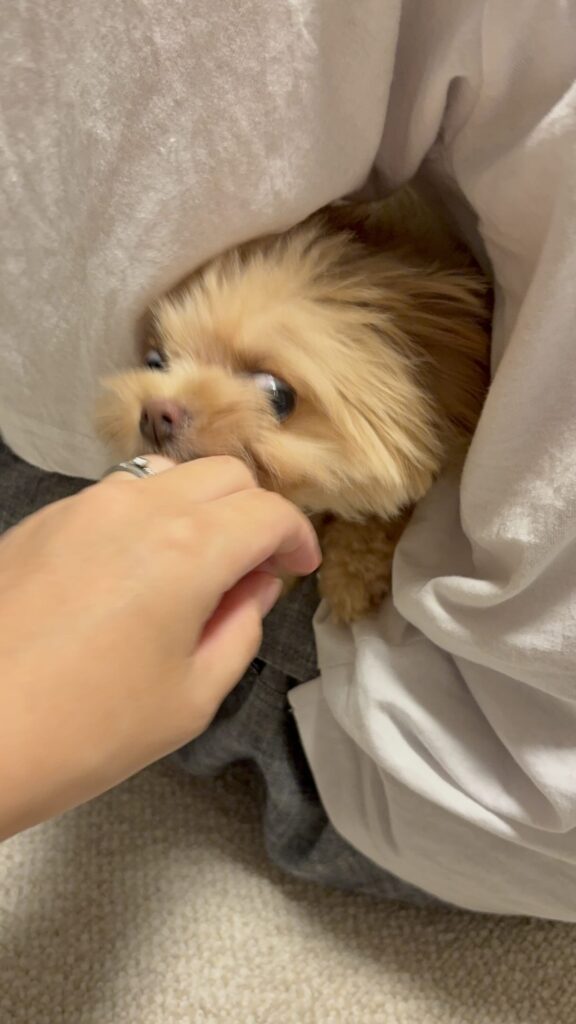 邪魔しないでよッ！（＠_tsuku.kan.ito_さんより提供）