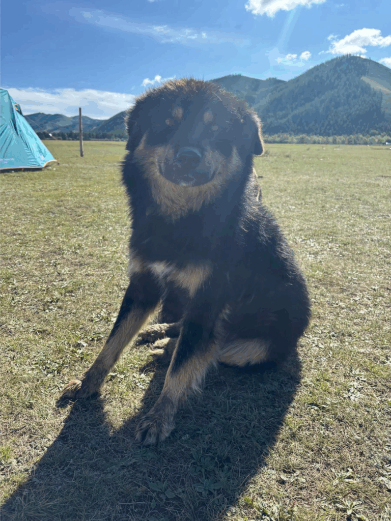 ドヤ顔の知らないわんちゃん（@Sheila97190さん提供）