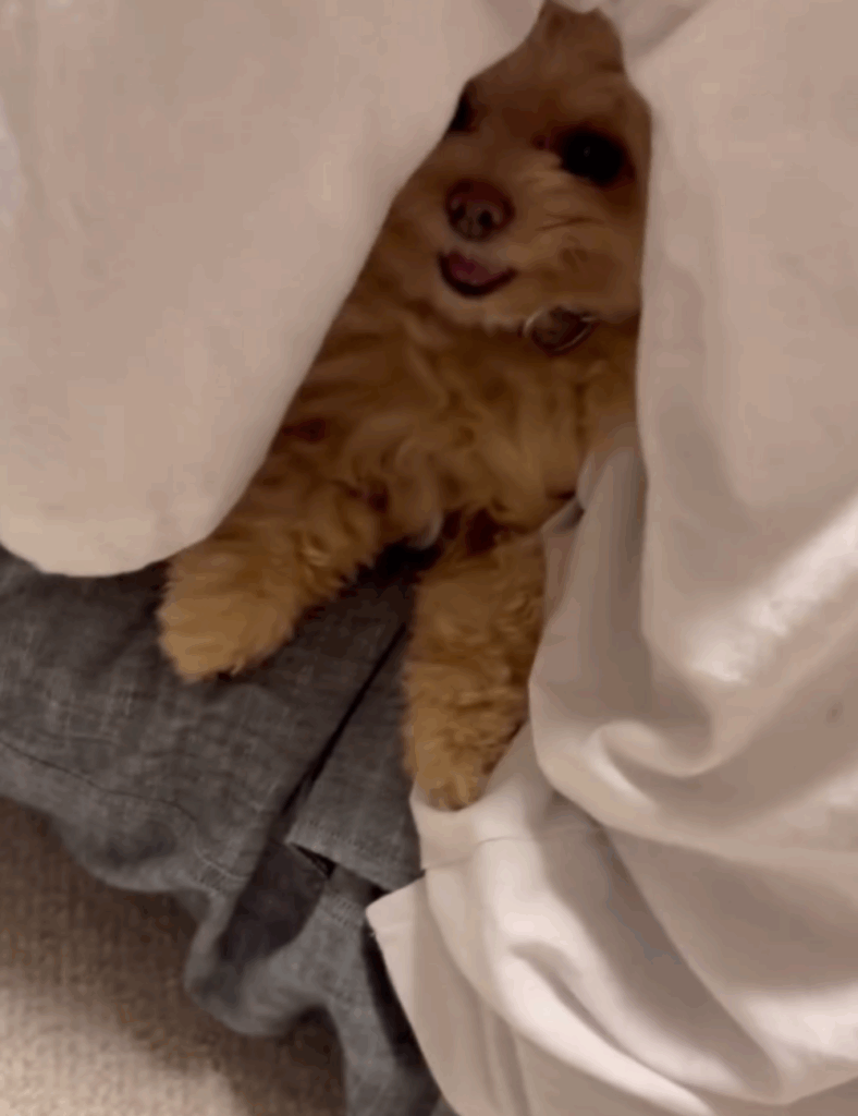 1回隠れます（＠_tsuku.kan.ito_さんより提供）