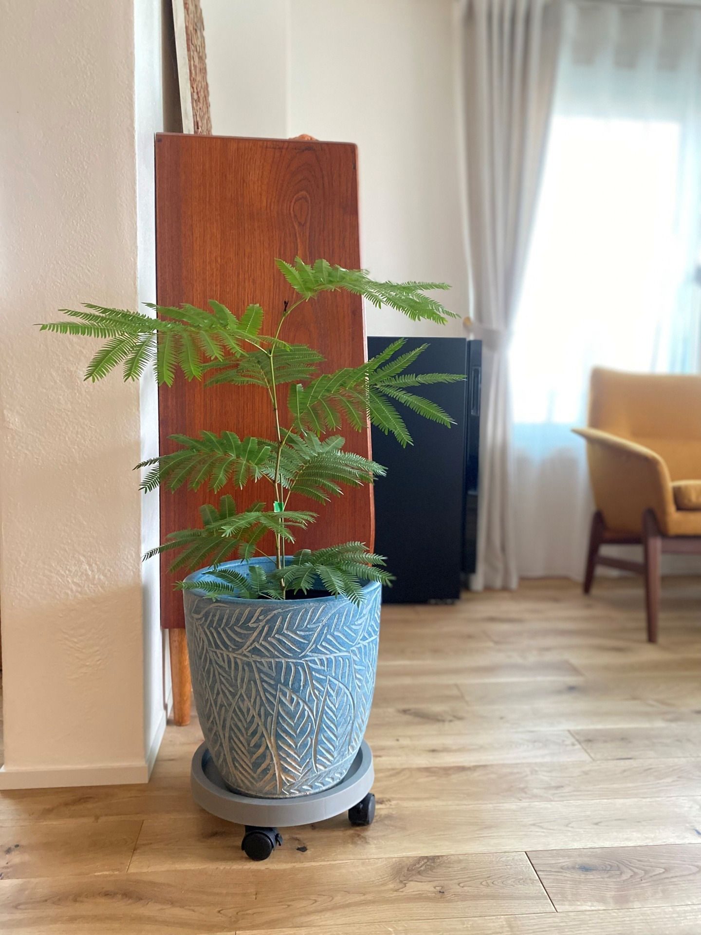 購入した観葉植物　→9ヶ月後、まさかの光景に「ええええ！」「これはすごい」「愛おしい」