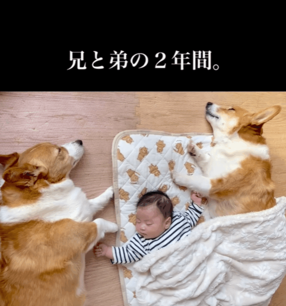 兄と弟の2年間（＠mugi.saku__corgiさんより提供）