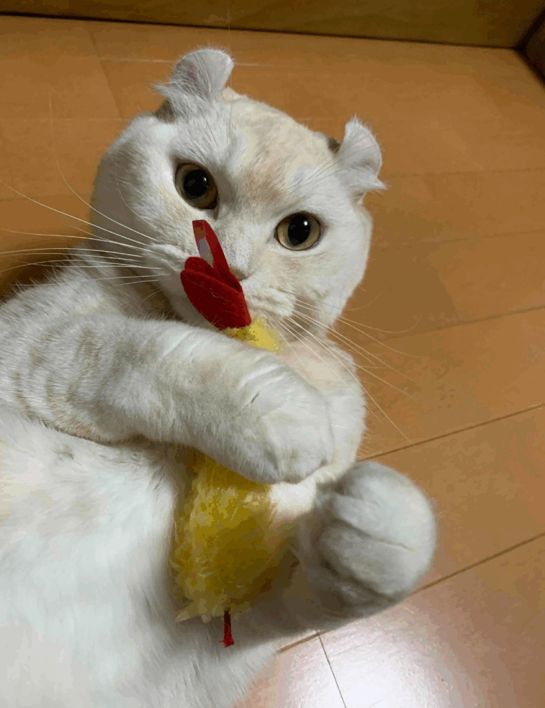 たごさくくん（@takopo1013より提供）