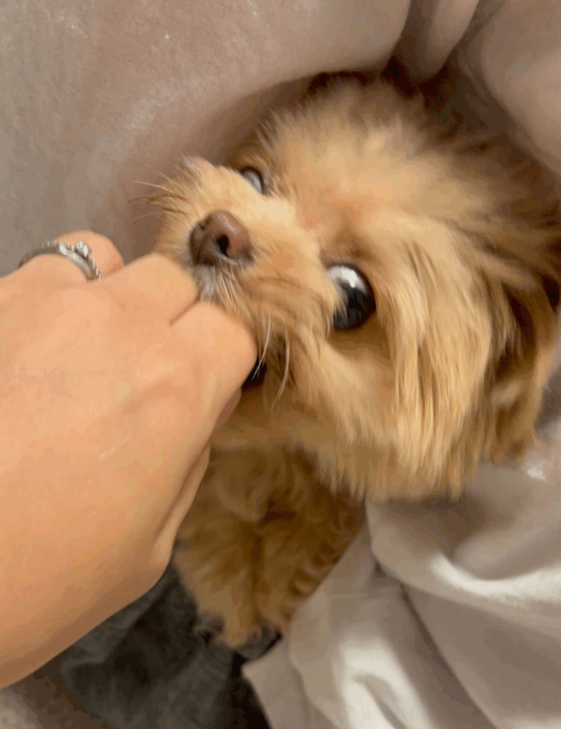 近寄らないで！（＠_tsuku.kan.ito_さんより提供）