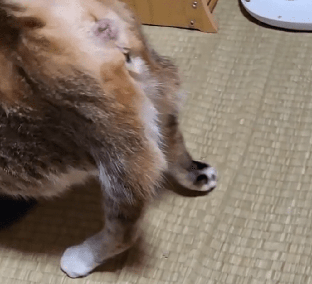 歩いたときの愛ちゃん（＠shie.etoさんより提供）