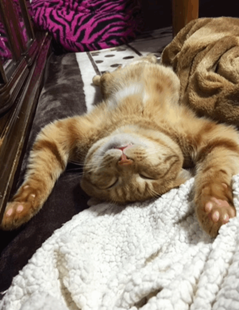 くつろぐカリンちゃん（@oomori_nyansさんより提供