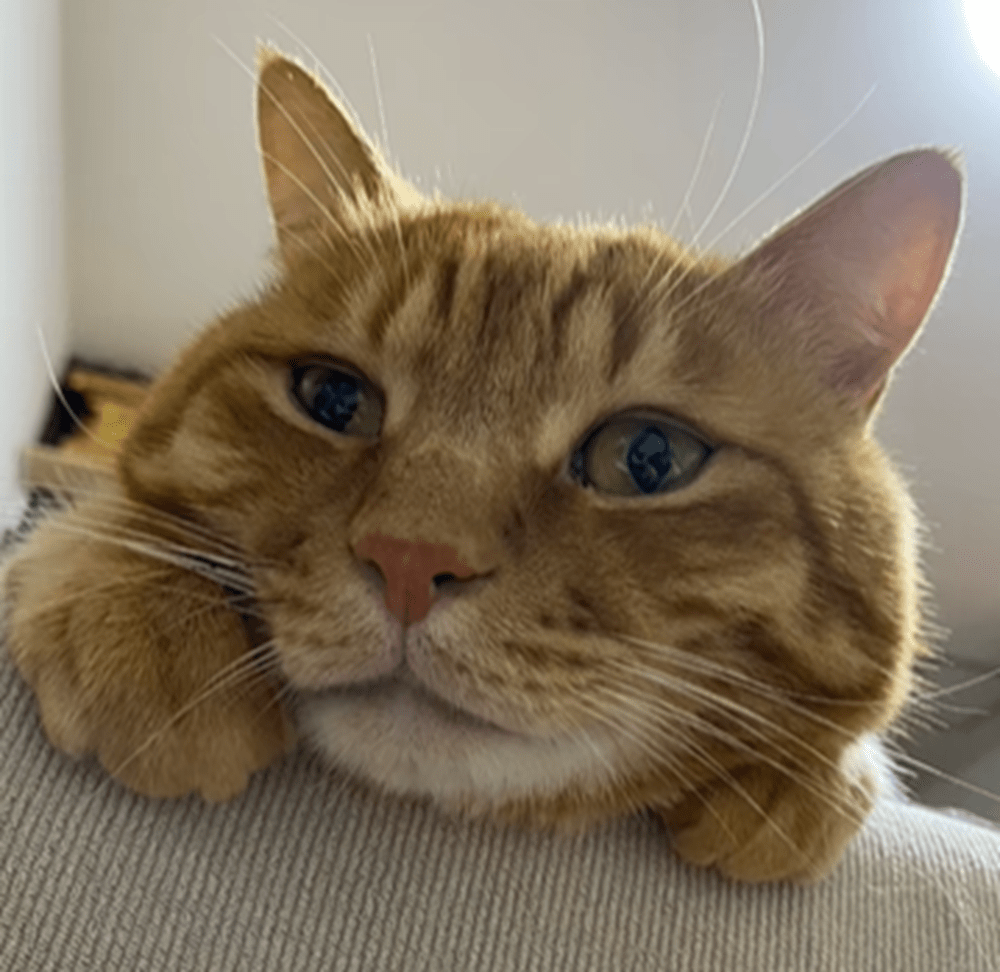 11歳になったカリンちゃん（@oomori_nyansさんより提供