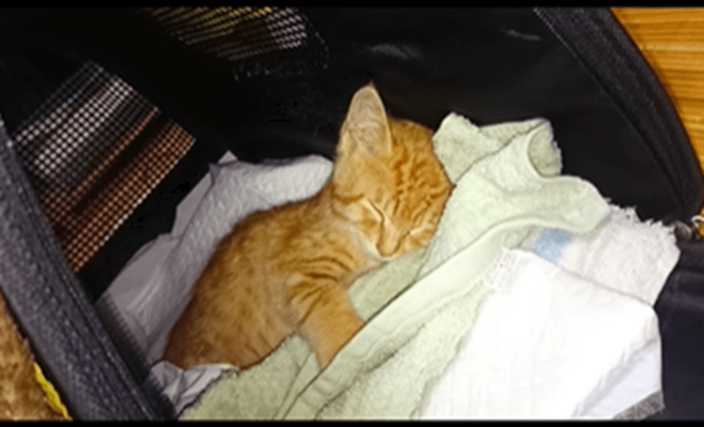 【実際の写真】11年後の姿