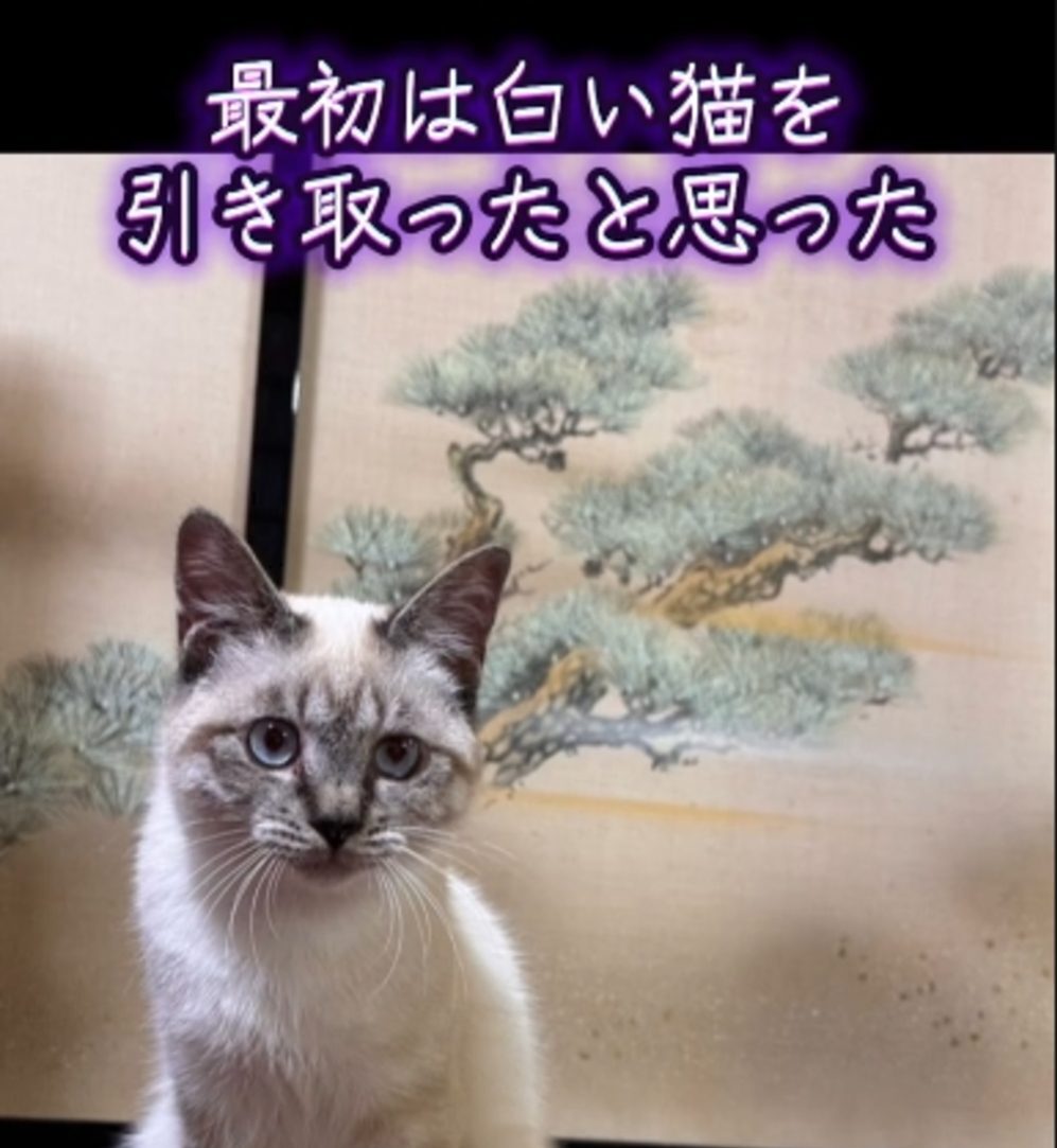 白猫だと思っていた子猫　しかし、1年後のまさかの姿に「こんなに変わるんですね」「かわいい」「うちのも…」