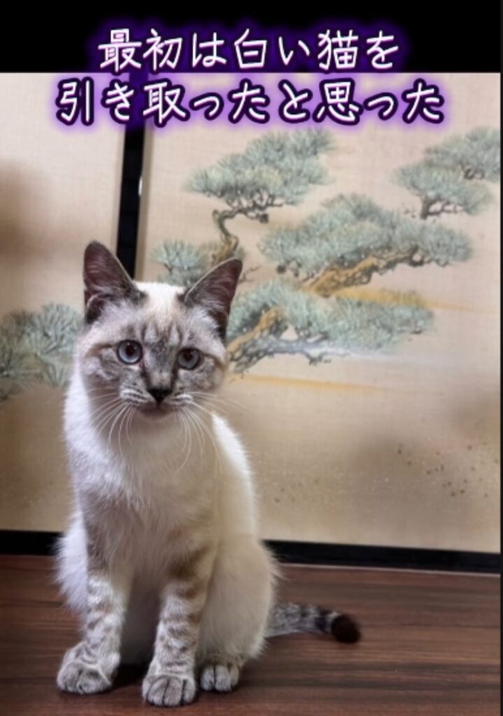 お迎え当初のクルアくん（@shamtora_curuaさんの投稿より）