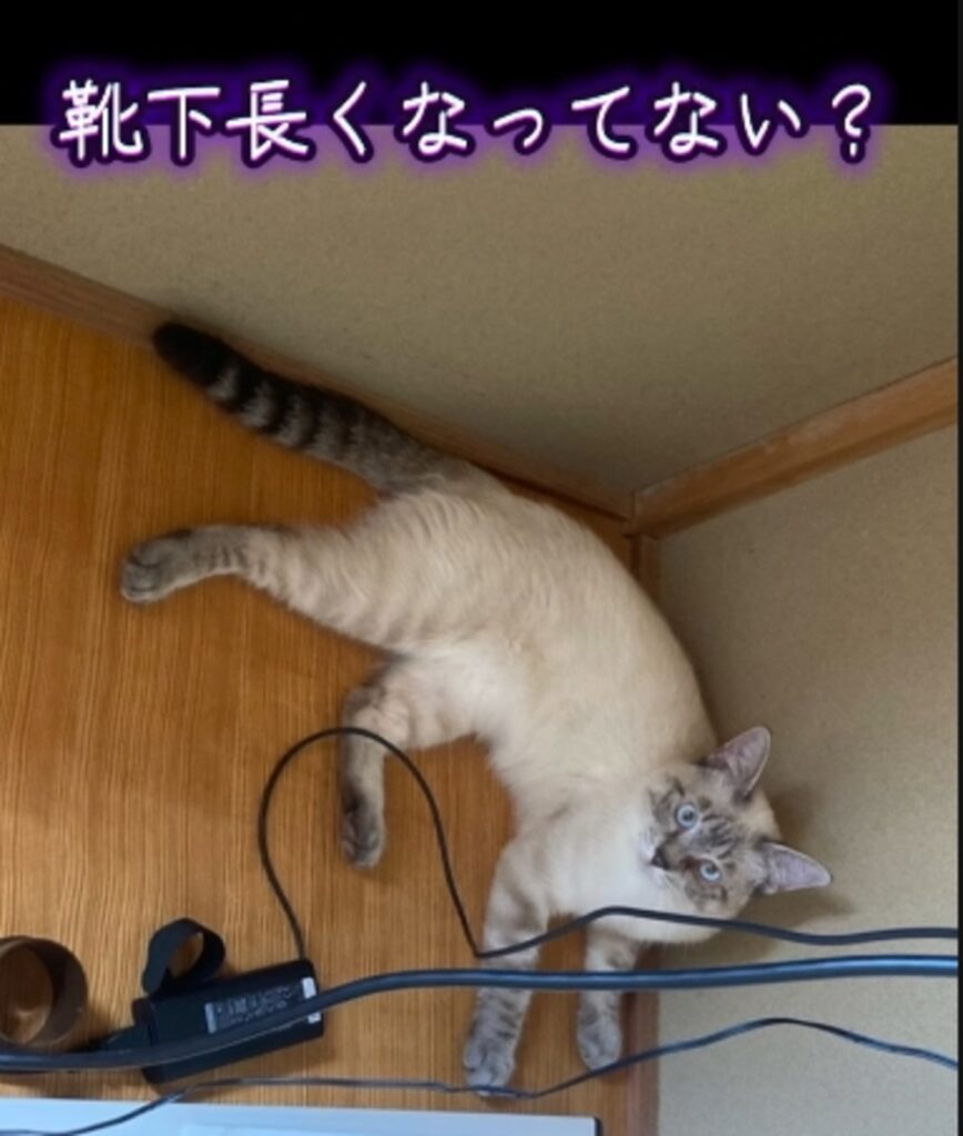 3ヶ月経つと靴下が長くなってる…？（@shamtora_curuaさんさんの投稿より）