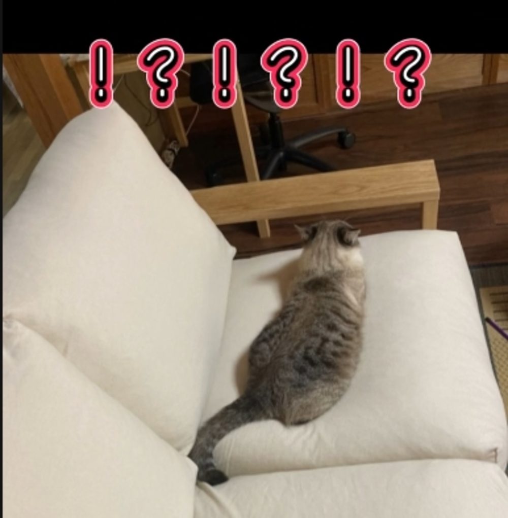 1年後、すっかり違う姿に！（@shamtora_curuaさんの投稿より）