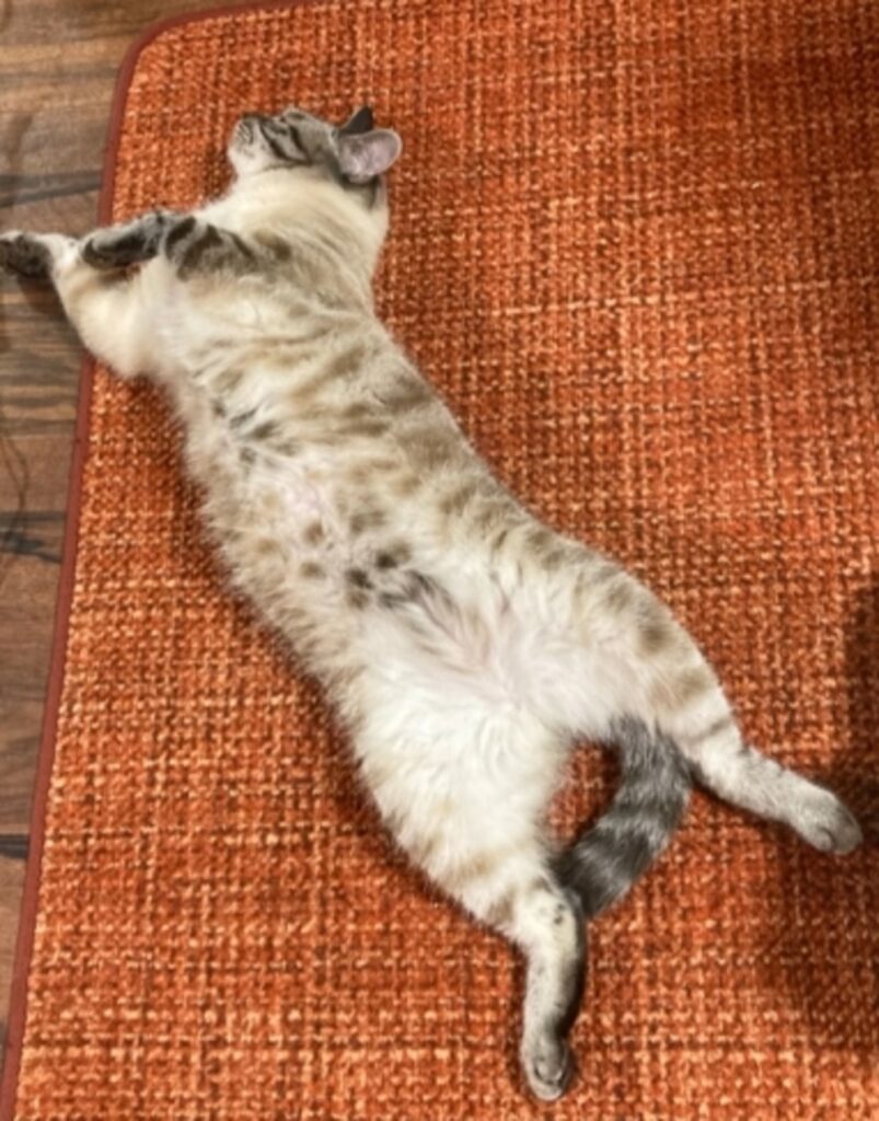 お腹にもオシャレなトラ柄が（@shamtora_curuaさんの投稿より）